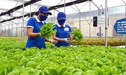TPHCM hướng tới hợp tác xã kiểu mới, làm ăn hiệu quả