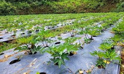 Đưa dược liệu lên sàn thương mại điện tử, thêm cơ hội cho bà con dân tộc thiểu số