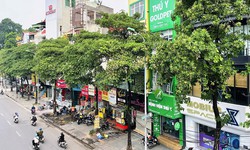 Tại sao Hà Nội trồng nhiều cây hoa sữa?