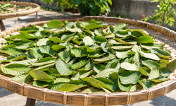Lá ổi sấy hay phơi nắng tốt hơn để pha trà?