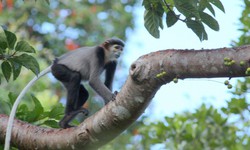 Nơi 'hội tụ' nhiều loài động vật quý hiếm ở Nam Khánh Hòa có gì đặc biệt?