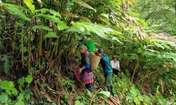Một số mô hình trồng dược liệu gắn với bảo tồn và phát triển