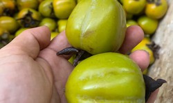 Cách lựa chọn và ăn hồng ngâm vừa ngon vừa an toàn