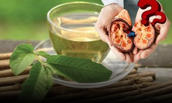 Uống nước lá ổi mỗi ngày có làm hỏng thận như lời đồn trên mạng? 