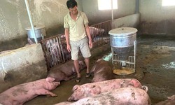 Sét đánh trúng đàn lợn hơn 50 con đang chờ xuất bán, nông dân trắng tay