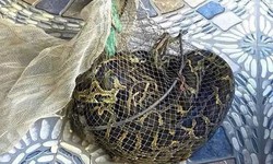 Người dân bắt được trăn đất nặng 9kg khi thăm đồng