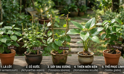 Giảm đau nhức xương khớp với 5 cây thuốc nam quanh nhà