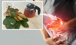 Cách dùng nước lá vú sữa giúp giảm trào ngược acid dạ dày