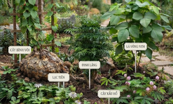 5 cây thuốc nam tiêu biểu chữa mất ngủ