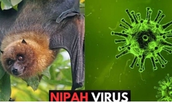 Singapore theo dõi chặt chẽ trường hợp nhiễm virus Nipah tại Bangladesh