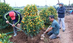Thị trường hoa, cây cảnh Tết: Nơi trầm lắng, nơi cháy hàng