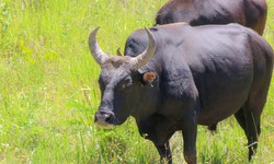 Ngắm đàn bò tót lai vạm vỡ sẵn sàng đón khách du xuân giữa núi rừng Khánh Hòa