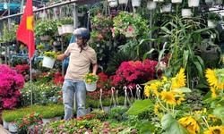 Người dân TPHCM nô nức trang hoàng nhà cửa, tất bật sắm mai, đào đón Tết