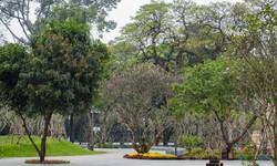 'Biểu tượng xanh' mới của TPHCM – giữ từng gốc cây, bảo tồn từng chi tiết cổ