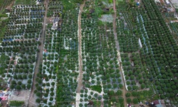 Cận Tết ở làng trồng hoa nổi tiếng bên bờ sông Hiếu