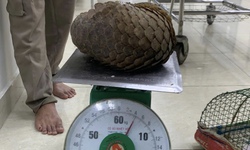 Gặp tê tê quý hiếm khi đi thả cua