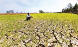 Thủ tướng ra công điện ứng phó xâm nhập mặn, hạn hán, cháy rừng