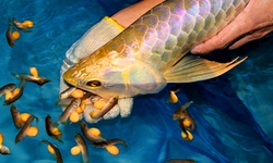 Cảnh báo ngộ độc nguy hiểm từ thói quen ăn cá nóc và trứng cá cảnh