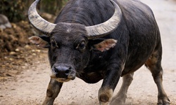 Trâu dữ tấn công khiến hai người bị thương