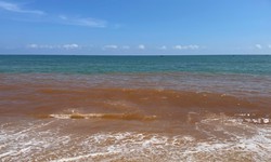 Nước biển ở Gia Lai đổi màu có nguy hiểm không?
