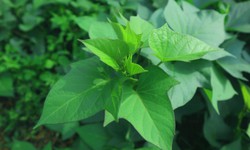 Táo bón kéo dài có thể cải thiện nhờ loại rau quen thuộc này