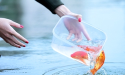 Ngày nào cúng ông Công ông Táo, dưới góc nhìn của chuyên gia phong thủy