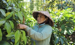 Nông sản được giá, nông dân Đắk Lắk ăn Tết lớn