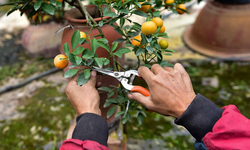 Những sai lầm trong cách chăm sóc khiến cây quất cảnh nhanh héo và rụng quả ngày Tết