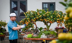 Cách chọn cây quất cảnh trưng Tết bền đẹp