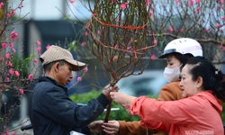 Hoa Tết rực rỡ sắc xuân, người Hà Nội rục rịch sắm Tết