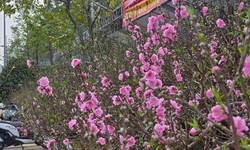 Hoa, cây cảnh tràn ngập trên các tuyến phố ở Thanh Hóa