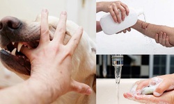 Lâm Đồng siết chặt công tác phòng, chống bệnh dại