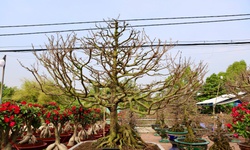 Cận cảnh cây mai được giới chơi hoa định giá hơn 650 triệu