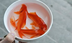 5 sai lầm cần tránh khi cúng ông Công ông Táo