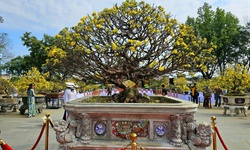 Chiêm ngưỡng dàn mai vàng cổ thụ quý hiếm 'hội tụ' ở Cố đô Huế