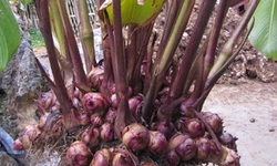 Dong riềng đỏ có chữa được bệnh mạch vành thể nhẹ?