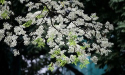 Miền Bắc nắng ráo trước khi đón thêm đợt không khí lạnh tăng cường