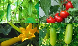 Tăng cường tiêu thụ rau quả mùa hè để bảo vệ sức khỏe