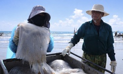 Cao điểm mùa khai thác sứa, ngư dân kiếm tiền triệu sau vài giờ ra khơi