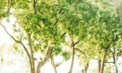 Miền Bắc giảm mưa, trời hửng nắng ở nhiều khu vực