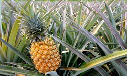 9 bài thuốc chữa bệnh từ quả dứa