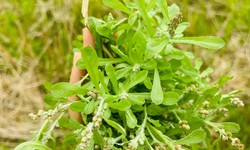 4 cách chế biến rau khúc tốt cho sức khỏe