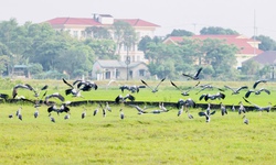Đàn cò quý hiếm có tên trong Sách đỏ di cư về Quảng Trị kiếm ăn