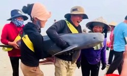 Ngư dân giải cứu, thả hai con cá heo về biển