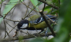 Hình ảnh nhiều loài chim quý hiếm chưa từng có trong danh mục loài ở khu vực Bắc Quảng Trị