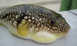 Ăn cá nóc, 3 người ở Cần Thơ nhập viện: Bộ Y tế khuyến cáo khẩn