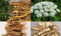 3 bài thuốc sắc trị mụn trứng cá