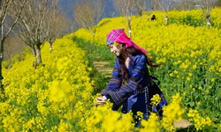 Sa Pa: 8/3 này, lên Fansipan 'săn' mây, ngắm hoa và xem show 'Đỉnh thiêng du ký'