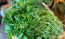Loại rau từng bị coi như cỏ dại nhưng lại tốt cho gan
