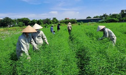 Bảo tồn nguồn gen dược liệu Việt: 'Chìa khóa vàng' cho phát triển bền vững ngành dược